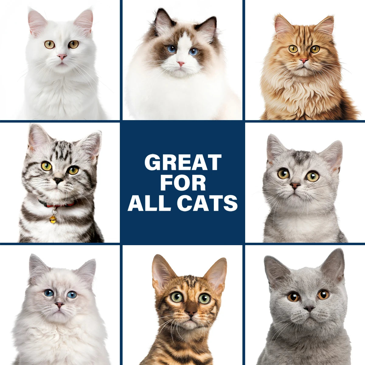GJYC™ Travel-Size Gentle Moisture Cat Shampoo (100ml Non-Irritating Formula)